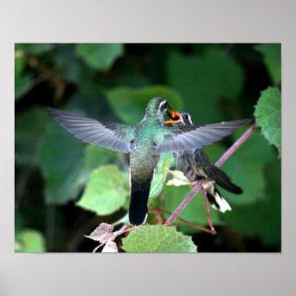 Affiches Nichage de nourriture pour colibri