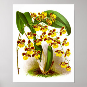 Affiches No. 6 d'impression d'orchidée de fleurs de jaune