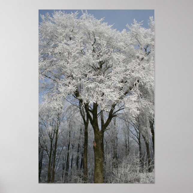 Affiches Noël blanc (Devant)