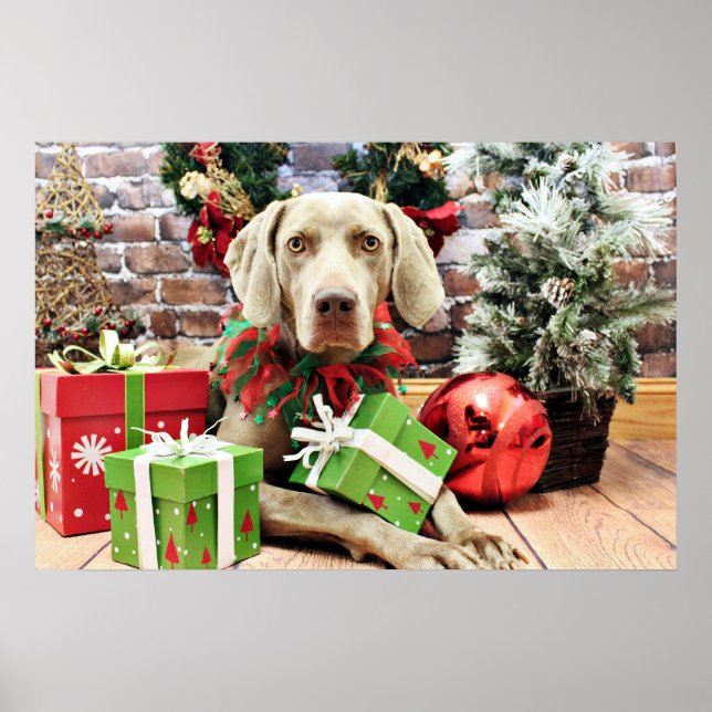 Affiches Noël - Weimaraner - Lucy (Devant)