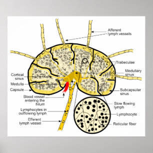 Affiches Noeud lymphatique montrant le flux des sinus lymph