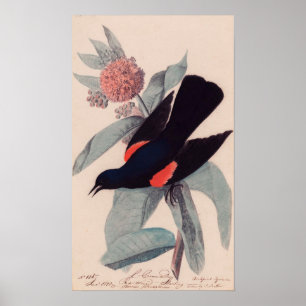 Affiches Noir à ailes rouges par John James Audubon