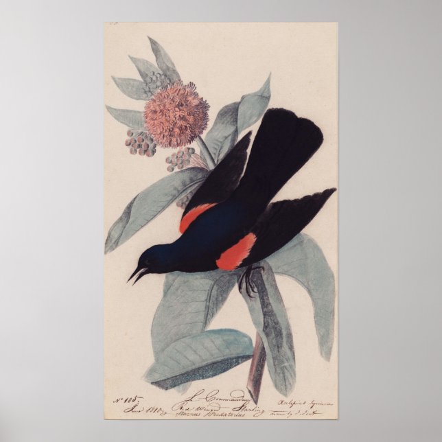 Affiches Noir à ailes rouges par John James Audubon (Devant)