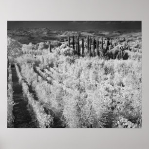 Affiches Noir et blanc des vignes, Montepulciano, Italie