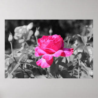 Affiches Noir et blanc rose