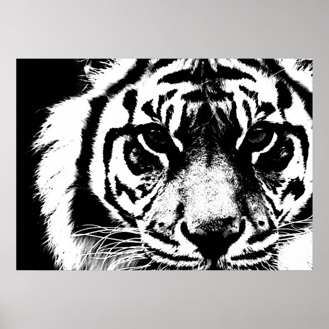 Affiches Noir et blanc Sumatran Borneo Tiger Eyes (Devant)