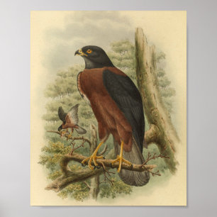 Affiches Noir mantelé Goshawk Oiseau couleur Vintage Imprim