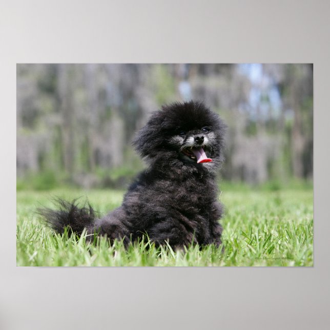 Affiches Noir Pomeranian (Devant)