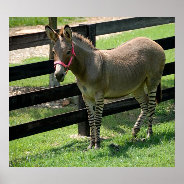 Affiches Nom du zonkey pour âne et mélange zèbre (Devant)