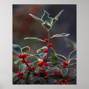 Affiches North America, United States, New England. Holly 2