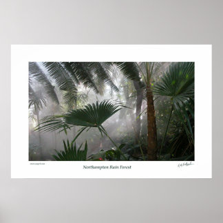 Affiches Northampton Rain Forest I
