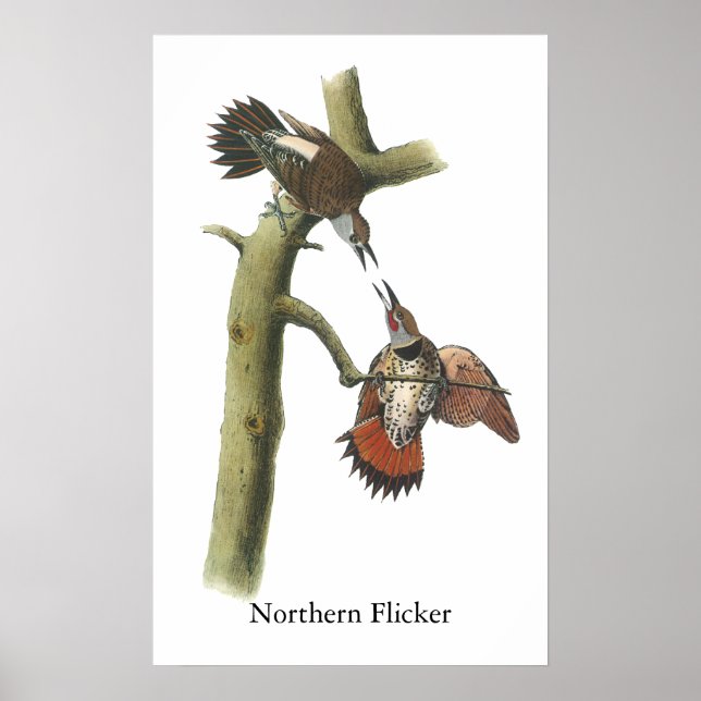 Affiches Northern Flicker, John Audubon (Devant)