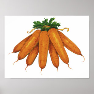 Affiches Nourriture vintage, Bund de carottes biologiques L