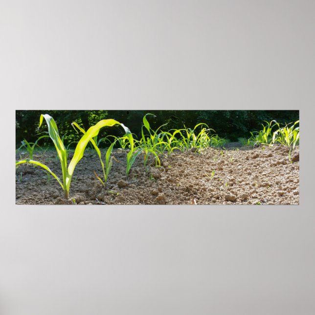 Affiches nouveau maïs (Devant)