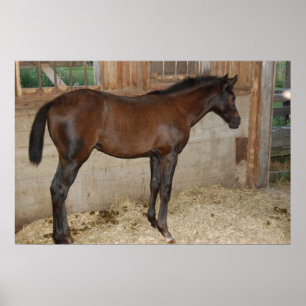 Affiches Nouveau poney/cheval