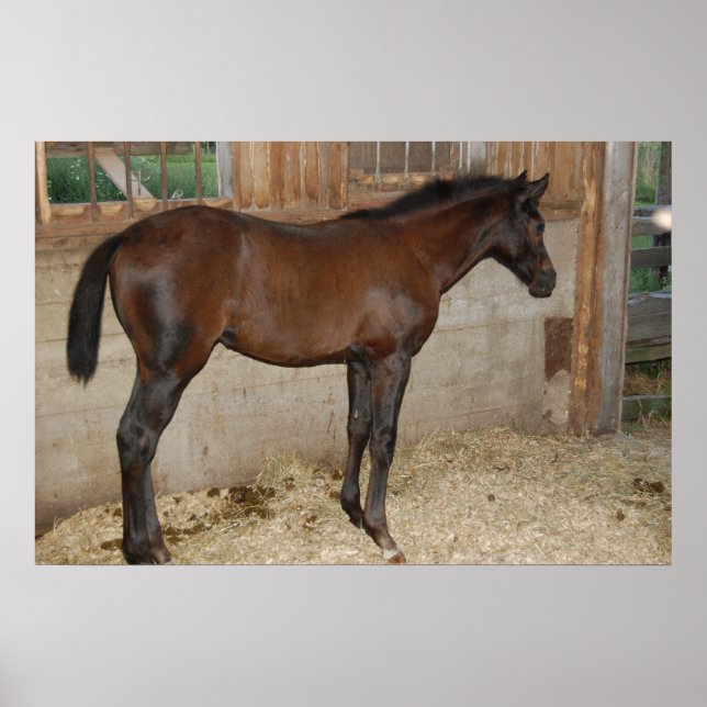 Affiches Nouveau poney/cheval (Devant)