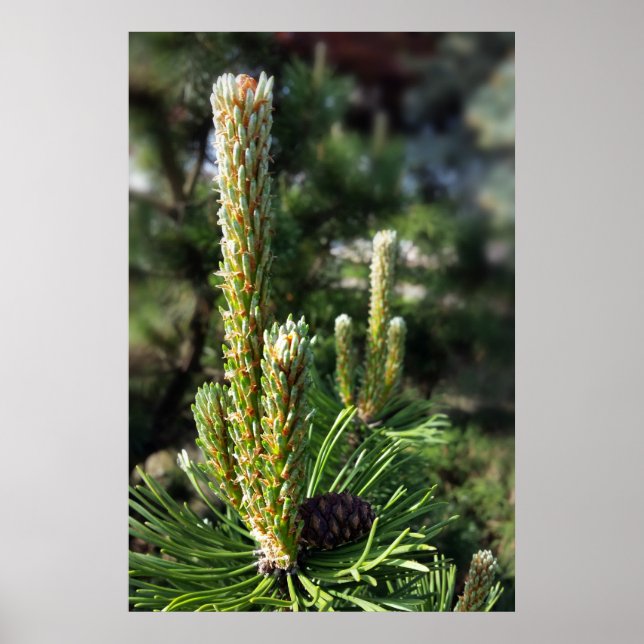 Affiches Nouveaux bourgeons de pin (Devant)