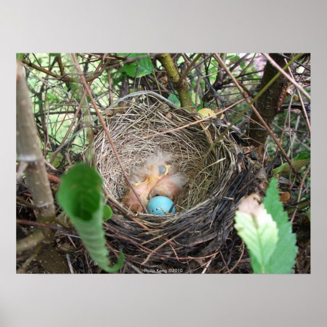 Affiches Nouveaux débuts (Devant)