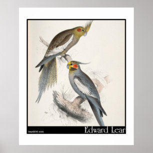 Affiches Nouvelle perruche de la Hollande d'Edward Lear