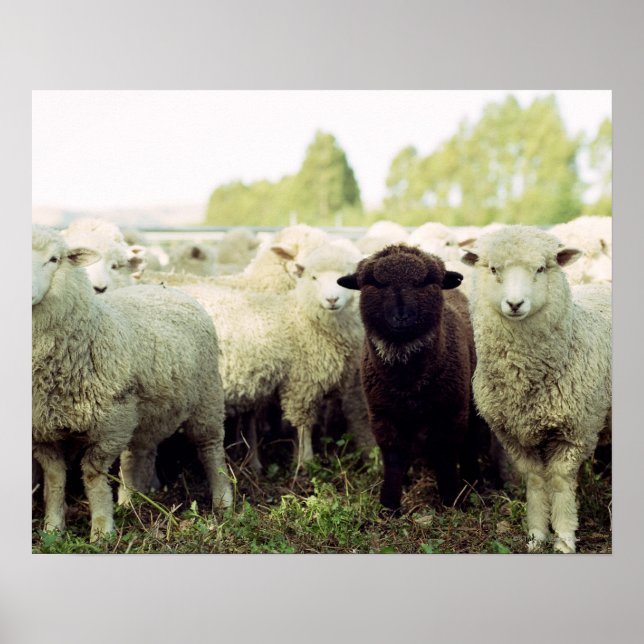 Affiches Nouvelle-Zélande (Devant)