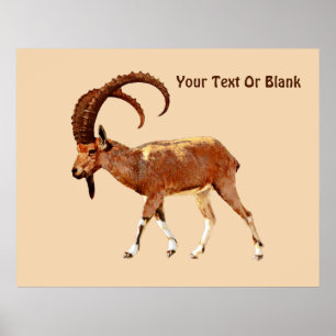 Affiches Nubian Ibex - Ein Gedi