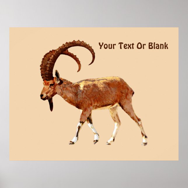 Affiches Nubian Ibex - Ein Gedi (Devant)