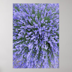 Affiches Nuit Salvia de mai
