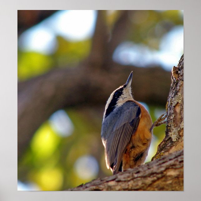 Affiches Nuthatch (Devant)