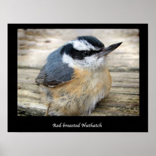Affiches Nuthatch à poitrine rouge