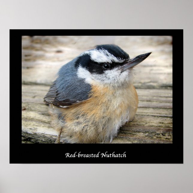 Affiches Nuthatch à poitrine rouge (Devant)