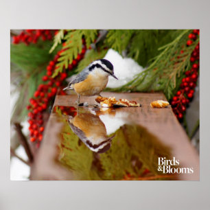 Affiches Nuthatch à poitrine rouge