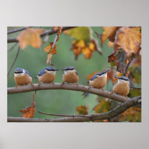 Affiches Nuthatch collage
