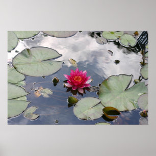 Affiches Nymphaea Gloriosa