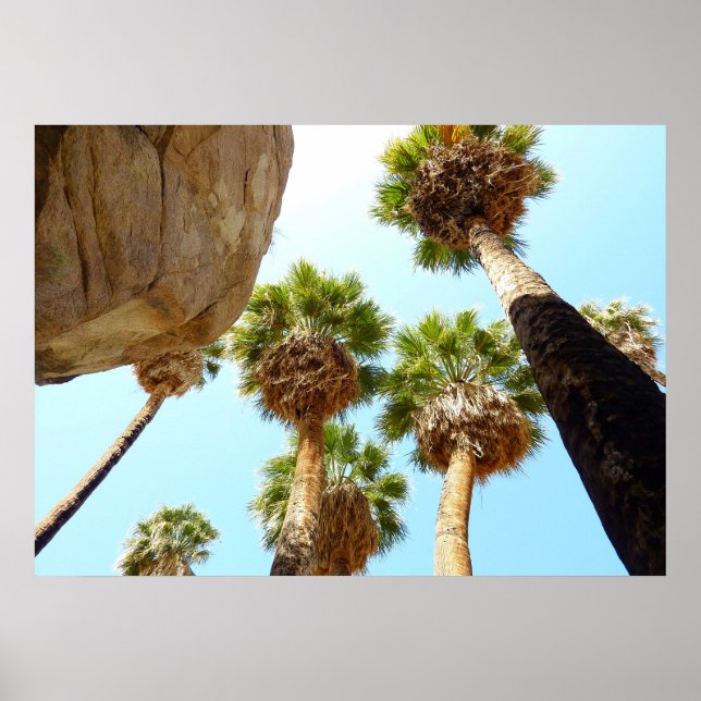 Affiches Oasis Palms dans le parc national de Joshua Tree (Devant)