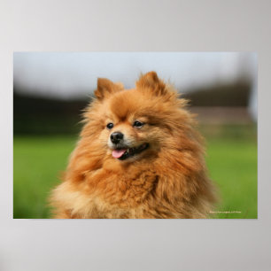 Affiches Observation de Pomeranian