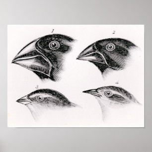 Affiches Observations de l'oiseau de Darwin