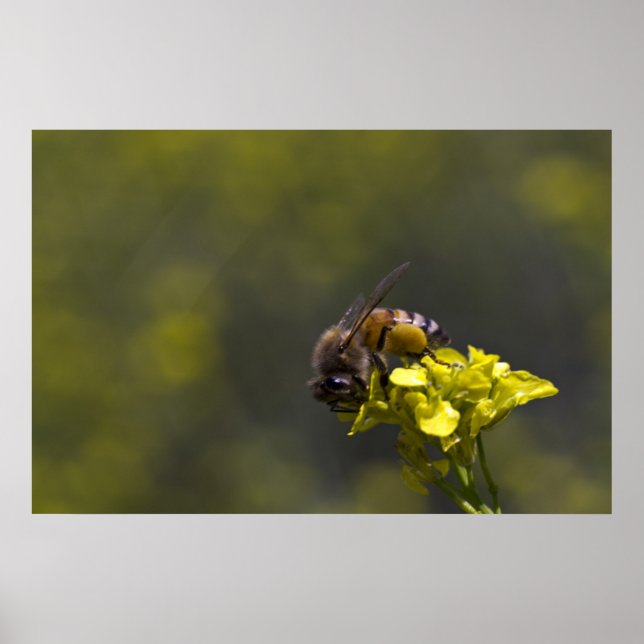 Affiches Occupé comme une abeille (Devant)