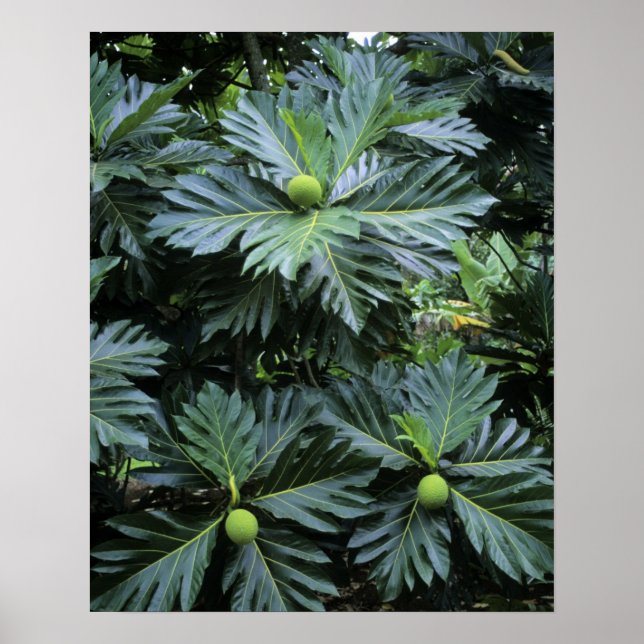 Affiches Oceania, South Pacific, French Polynesia, (Devant)