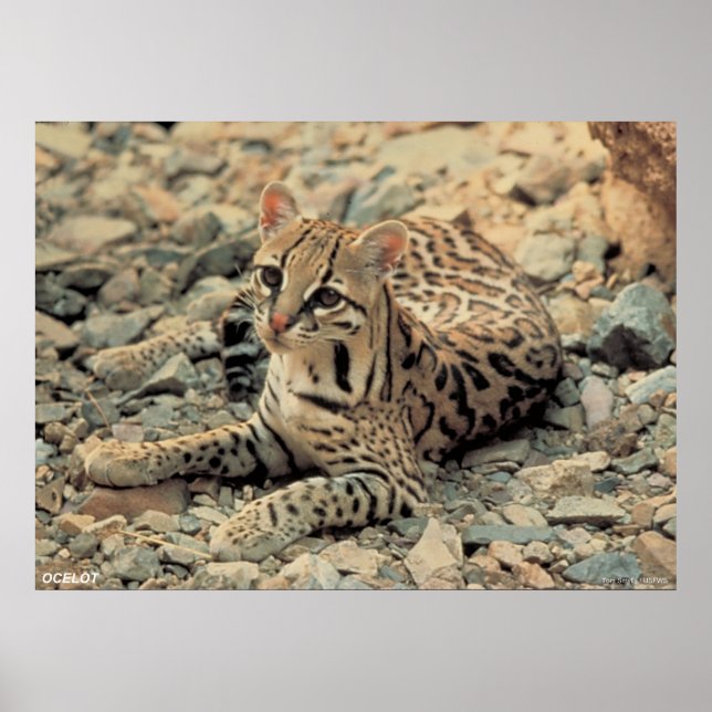Affiches Ocelot (Devant)