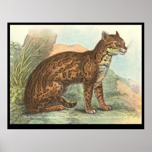 Affiches Ocelot