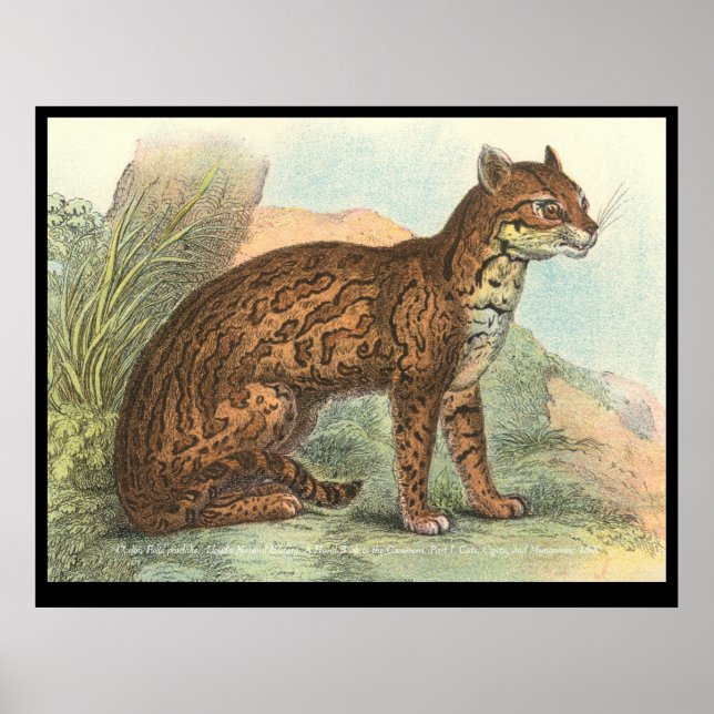 Affiches Ocelot (Devant)