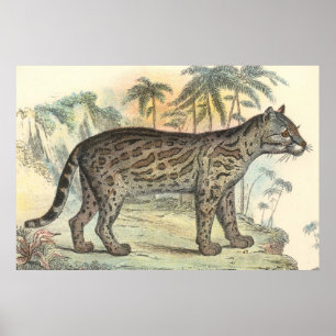 Affiches Ocelot (variété)