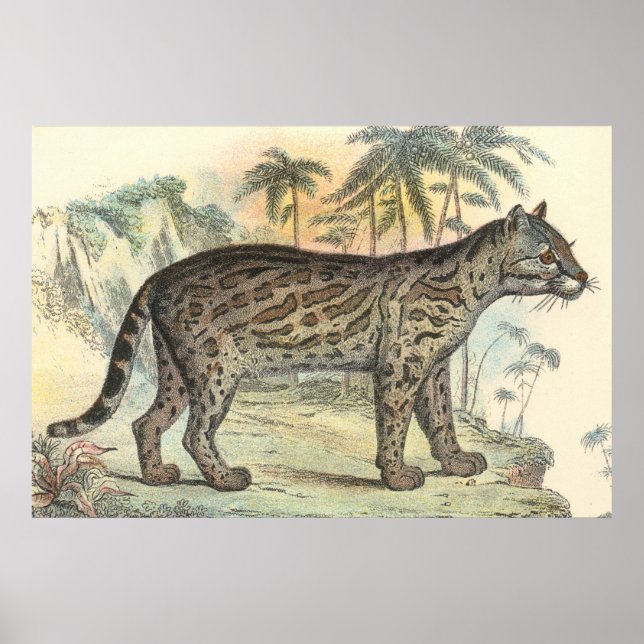 Affiches Ocelot (variété) (Devant)
