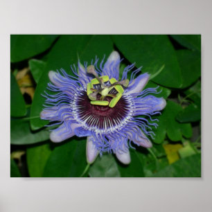 Affiches Ocoee flower Passiflora caerulea Fleur de passion