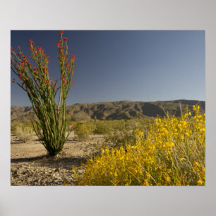 Affiches Ocotillo and desert senna