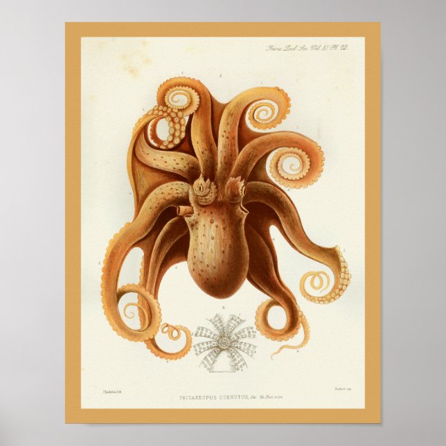 Affiches Octopus Orange Cephalopod Mer Créatures Art Imprim (Devant)