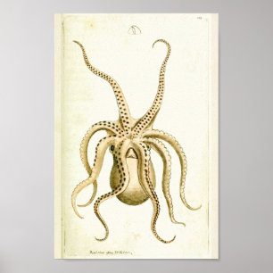 Affiches Octopus Vintage Cephalopod Mer Créatures Art Impri