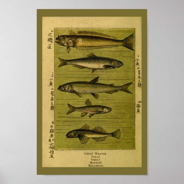 Affiches Odeur vintage de poisson Minnow Histoire naturelle (Devant)