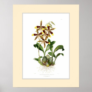 Affiches Odontoglossum grand, frontière douanière