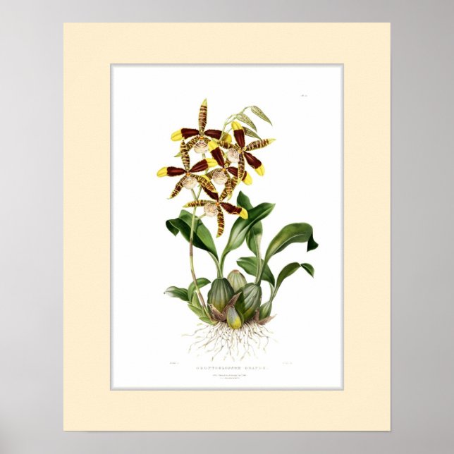 Affiches Odontoglossum grande, Bordure personnalisée (Devant)
